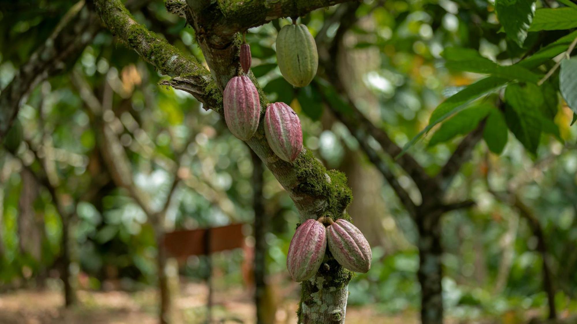 Eden Organic Farm & Bungalows La Fortuna 외부 사진